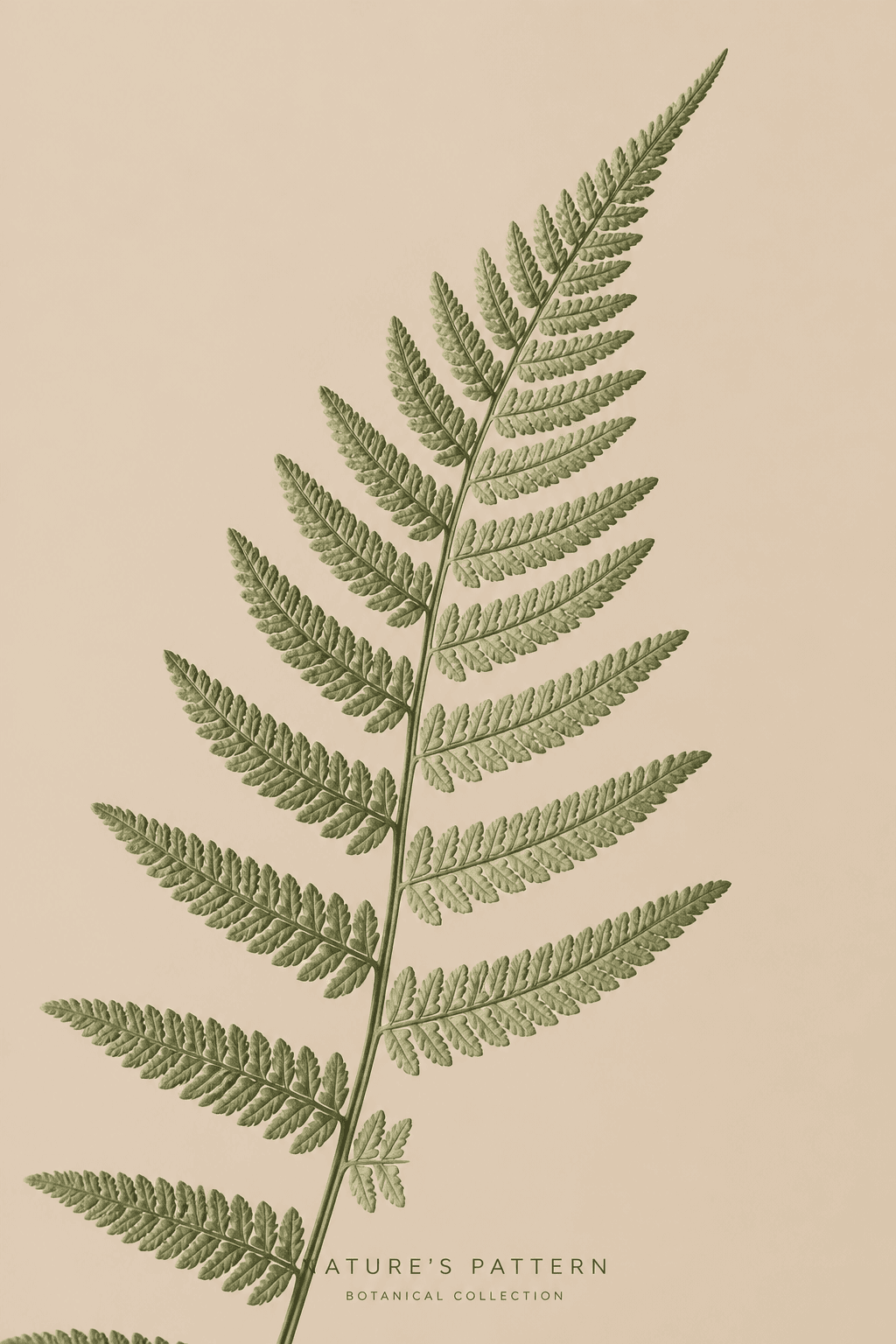 Fotografía minimalista de helecho para espacios modernos | poster.sh