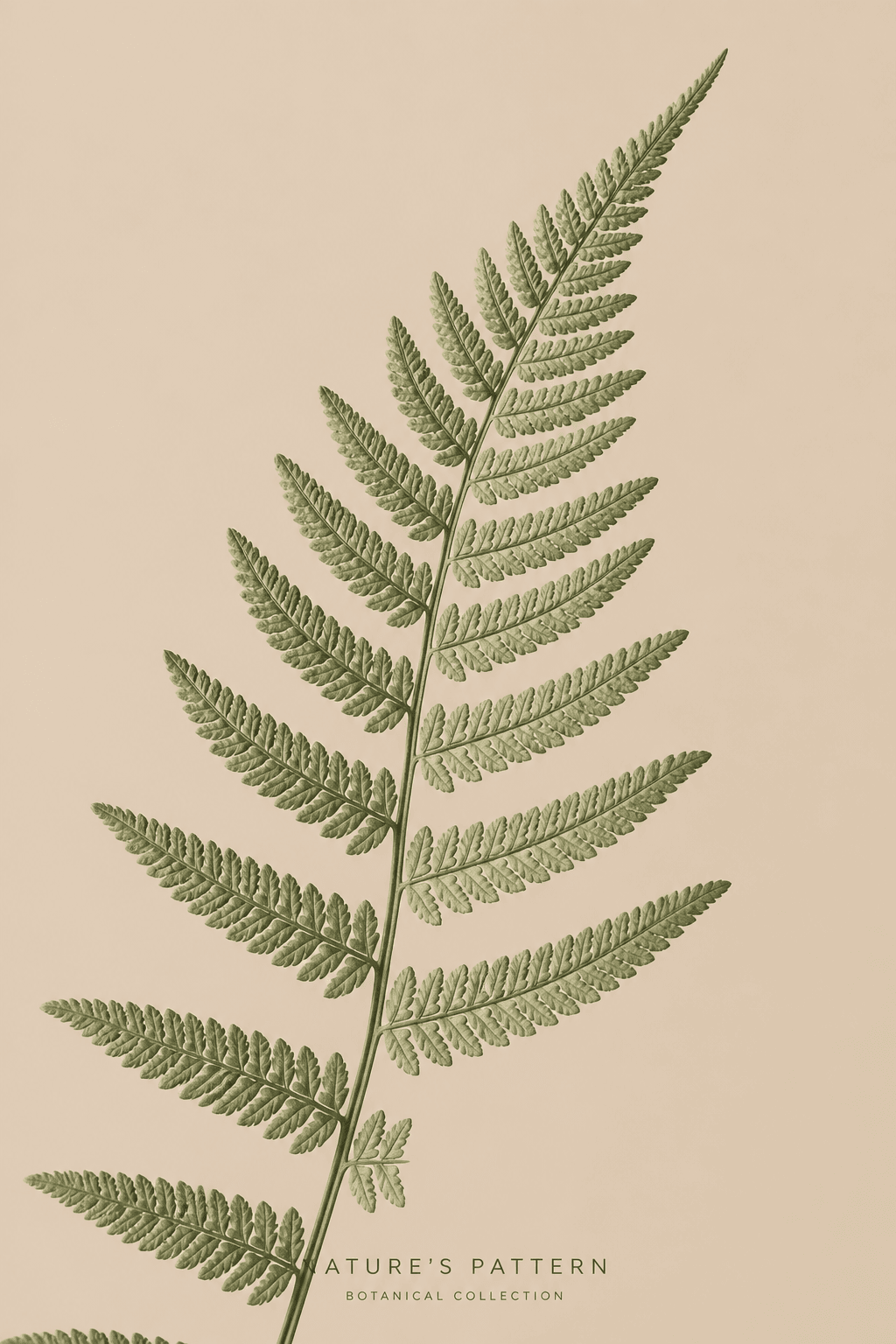 极简米色蕨叶摄影海报 可打印北欧风装饰画